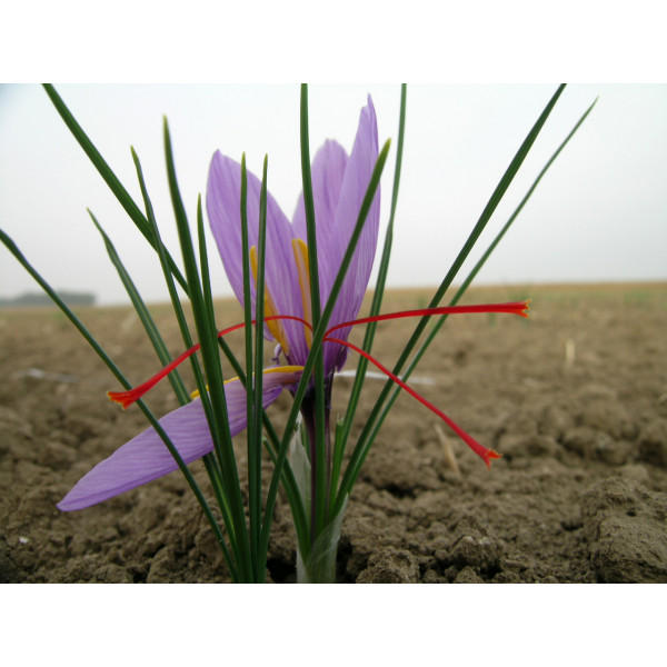 Safranoleum Panónske šafran, bio 0,5 g