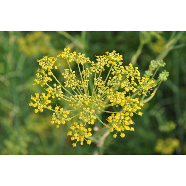 Safranoleum Pannonian Fennel Pollen 6 g